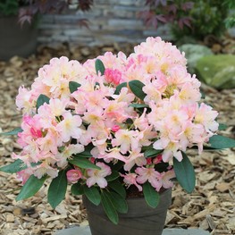 Рододендрон Перси Вайзман (Rhododendron 'Percy Wiseman')