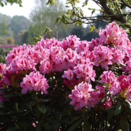 Рододендрон Космополитен (Rhododendron 'Cosmopolitan')