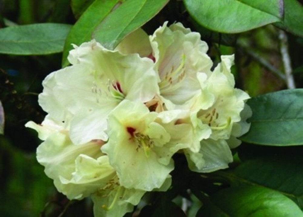 Рододендрон Элси Стравер (Rhododendron 'Elsie Straver')