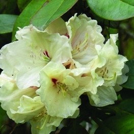 Рододендрон Элси Стравер (Rhododendron 'Elsie Straver')