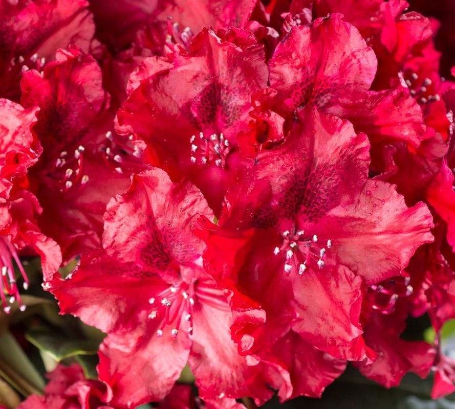 Рододендрон гибридный Хахманс Фойершайн (Rhododendron 'Hachmann's Feuerschein')