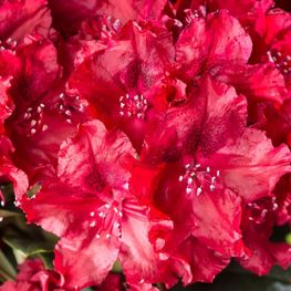 Рододендрон гибридный Хахманс Фойершайн (Rhododendron 'Hachmann's Feuerschein')