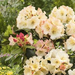 Рододендрон Хорайзон Монарх (Rhododendron 'Horizon Monarch')