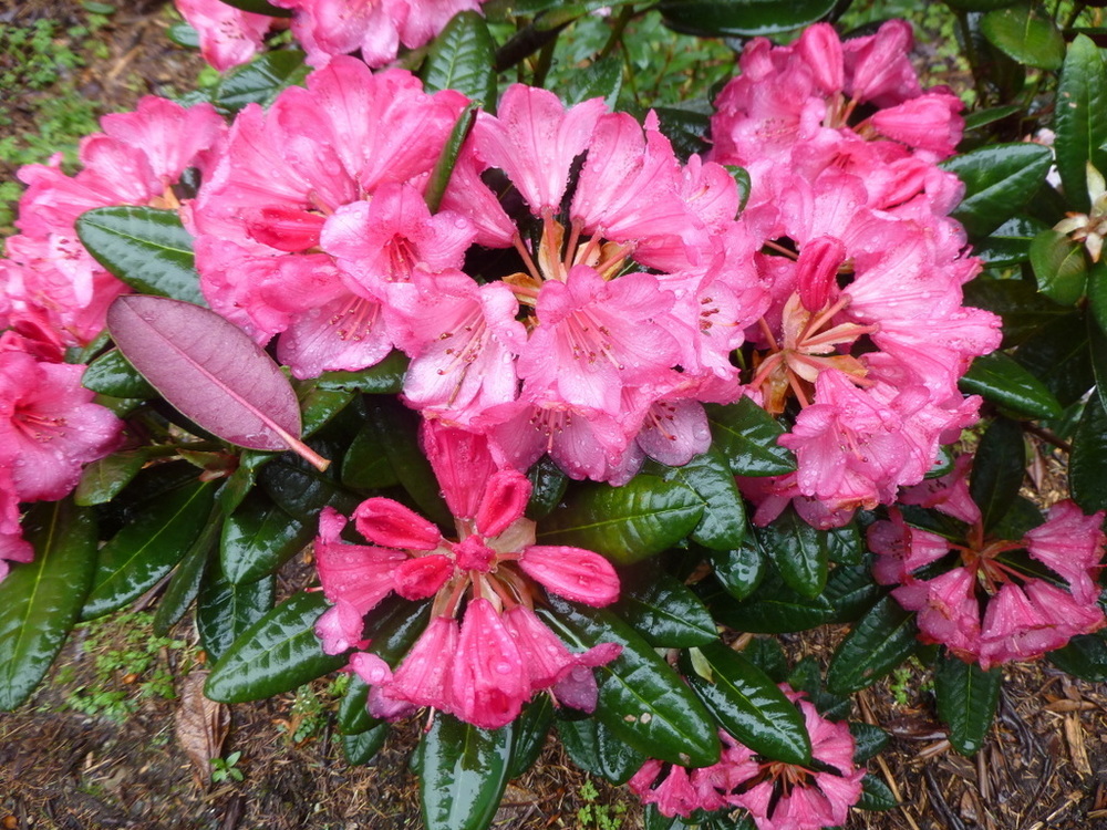 Рододендрон Вайн энд Розес (Rhododendron 'Wine & Roses')