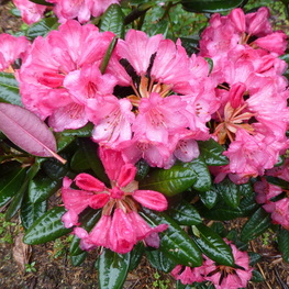 Рододендрон Вайн энд Розес (Rhododendron 'Wine & Roses')