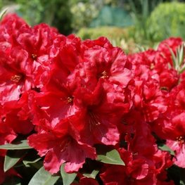 Рододендрон Ред Джек (Rhododendron 'Red Jack')