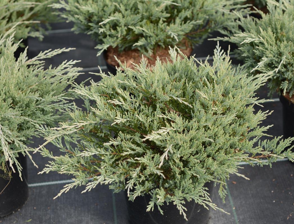 Можжевельник горизонтальный Хьюз (Juniperus horizontalis 'Hughes')