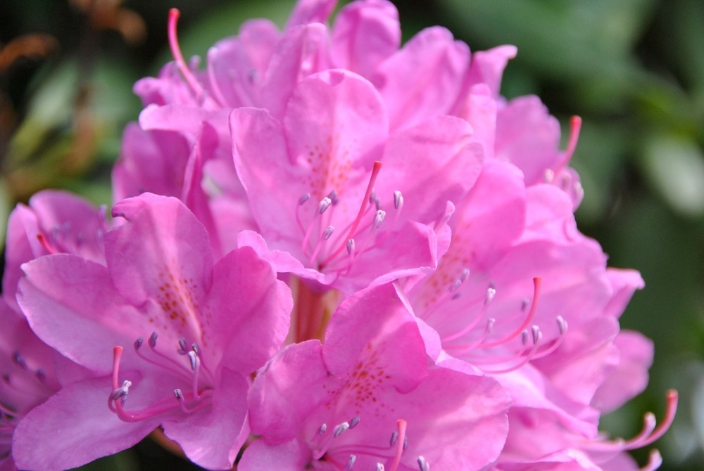 Рододендрон Розеум (Rhododendron 'Roseum')