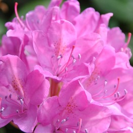 Рододендрон Розеум (Rhododendron 'Roseum')