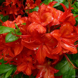 Азалия гибридная Сатан (Rhododendron 'Satan')