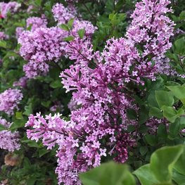 Сирень Мейера (Syringa meyeri)