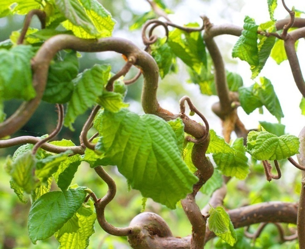 Лещина обыкновенная Конторта (Corylus avellana 'Contorta')