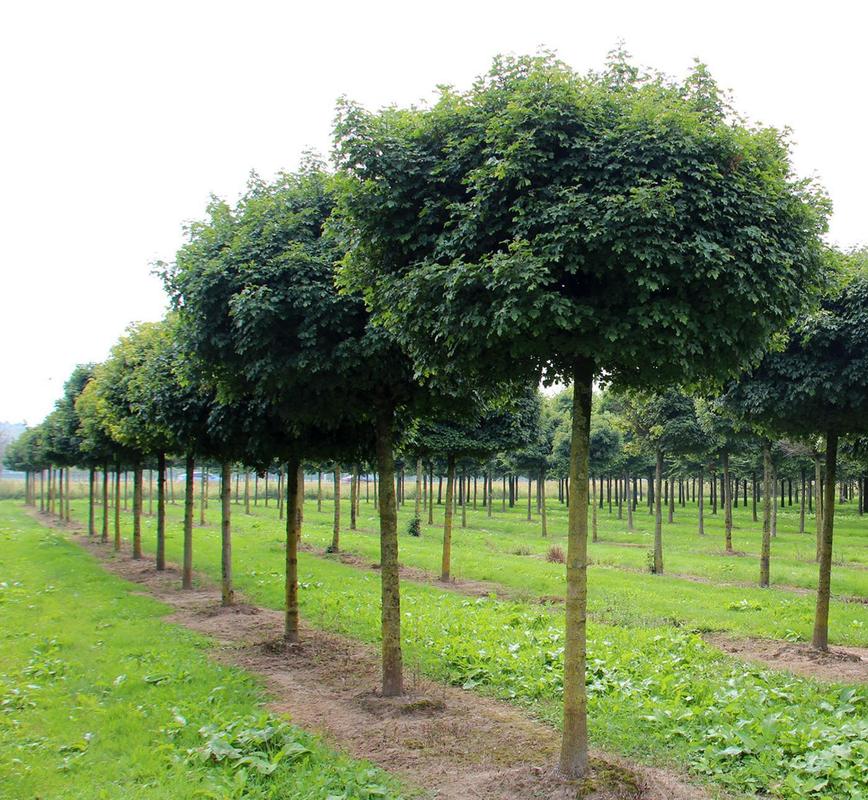 Клён полевой Нанум (Acer campestre 'Nanum')