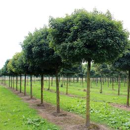 Клён полевой Нанум (Acer campestre 'Nanum')