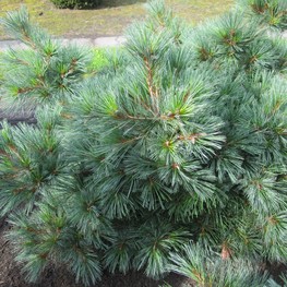 Сосна веймутова Эдель (Pinus strobus 'Edel')