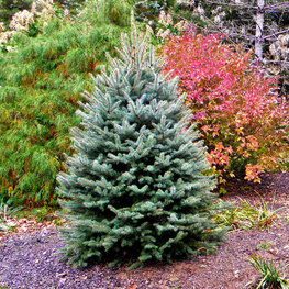 Ель колючая Блю Глоб (Picea pungens 'Blue Globe')