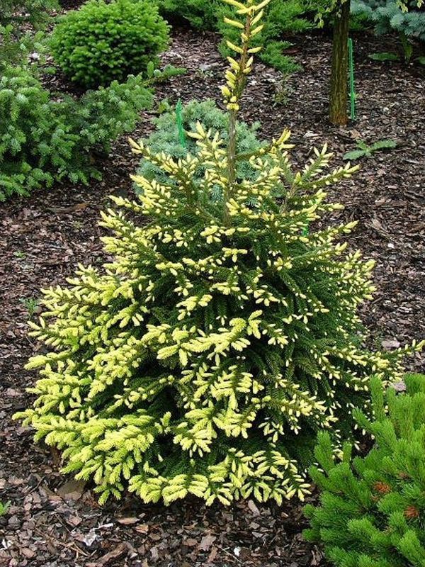 Ель восточная Ауреаспиката (Picea orientalis 'Aureospicata')
