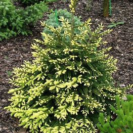 Ель восточная Ауреаспиката (Picea orientalis 'Aureospicata')