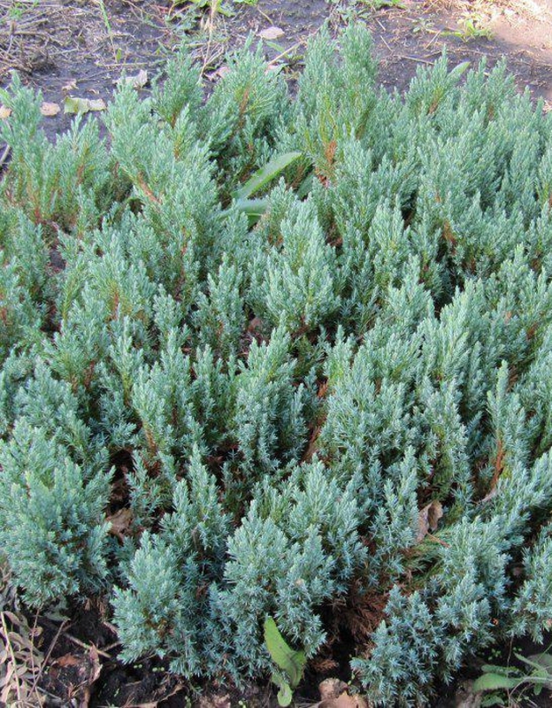 Можжевельник горизонтальный Грей Перл (Juniperus horizontalis 'Grey Pearl')