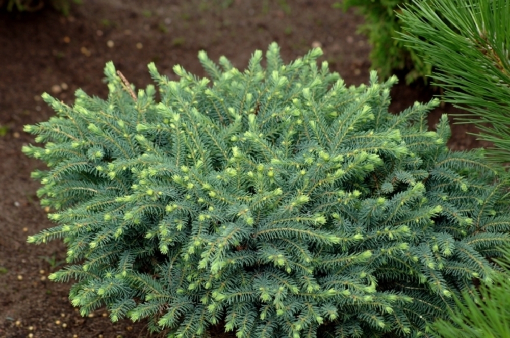 Ель черная Нана (Picea mariana 'Nana')