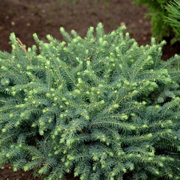 Ель черная Нана (Picea mariana 'Nana')