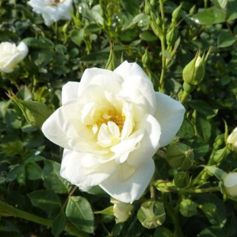 Роза миниатюрная Уайт (Rosa 'White')