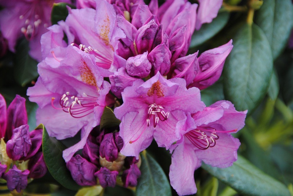 Рододендрон гибридный Лиз Дарк Перпл (Rhododendron 'Lee's Dark Purple')