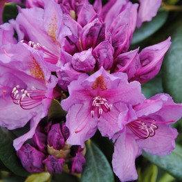 Рододендрон гибридный Лиз Дарк Перпл (Rhododendron 'Lee's Dark Purple')
