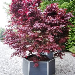 Клен веерный Бладгуд (Acer palmatum 'Bloodgood')