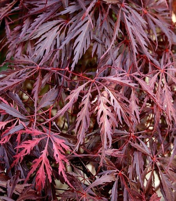 Клен дланевидный Гарнет (Acer palmatum 'Garnet')