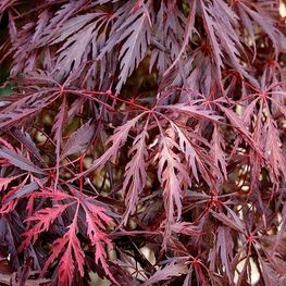 Клен дланевидный Гарнет (Acer palmatum 'Garnet')