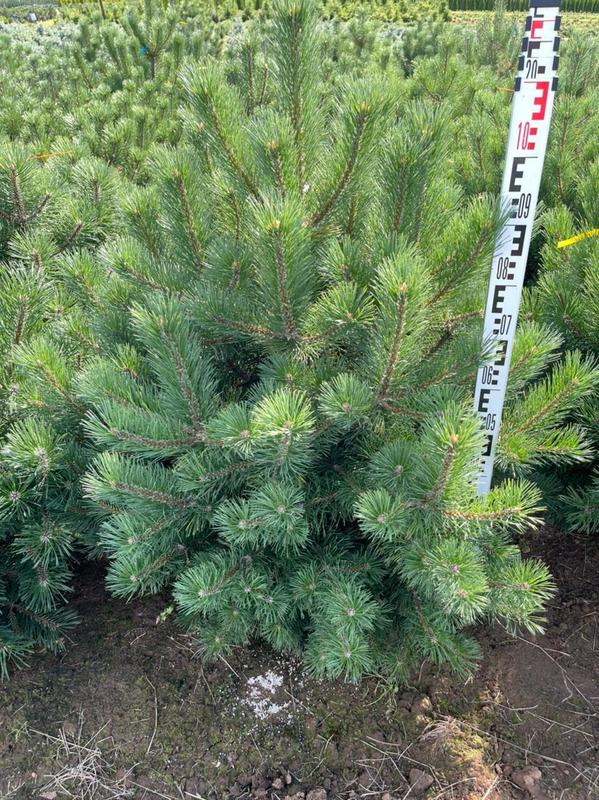 Сосна крючковатая (Pinus uncinata)
