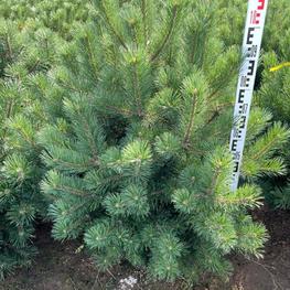 Сосна крючковатая (Pinus uncinata)