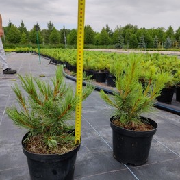 Кедровый стланик (Pinus pumila)