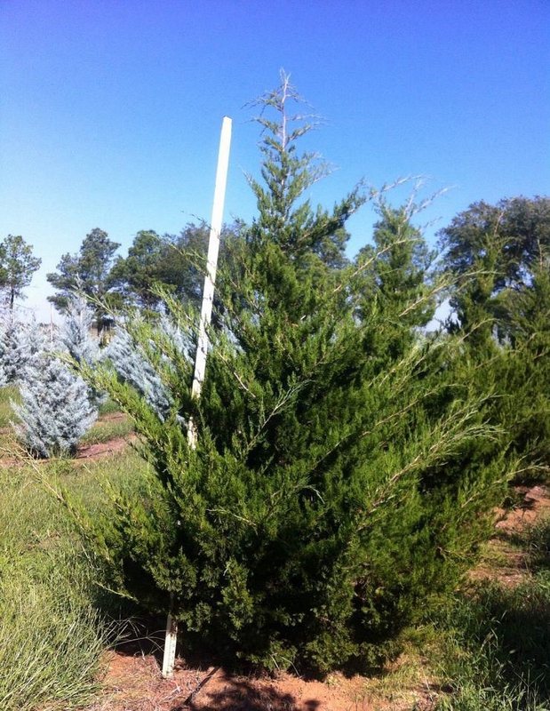 Можжевельник виргинский Канерти (Juniperus virginiana 'Canaertii')