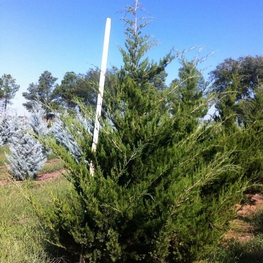 Можжевельник виргинский Канерти (Juniperus virginiana 'Canaertii')