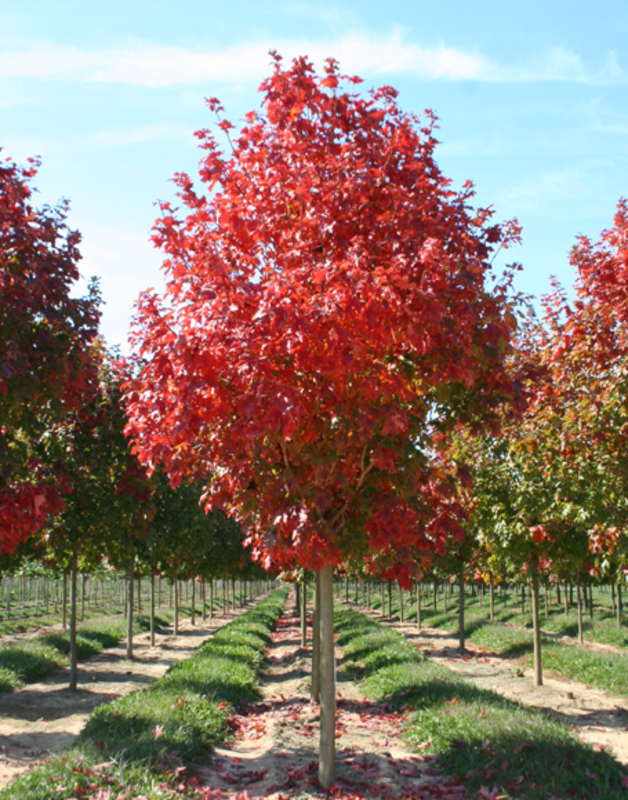 Клен Фримана Мармо (Acer x freemanii 'Marmo')