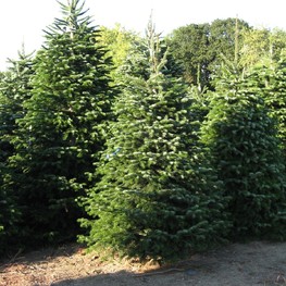 Пихта кавказская Нордмана (Abies nordmanniana)