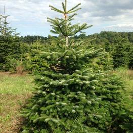 Пихта кавказская Нордмана (Abies nordmanniana)