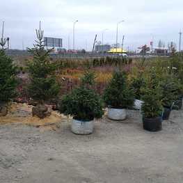 Пихта кавказская Нордмана (Abies nordmanniana)