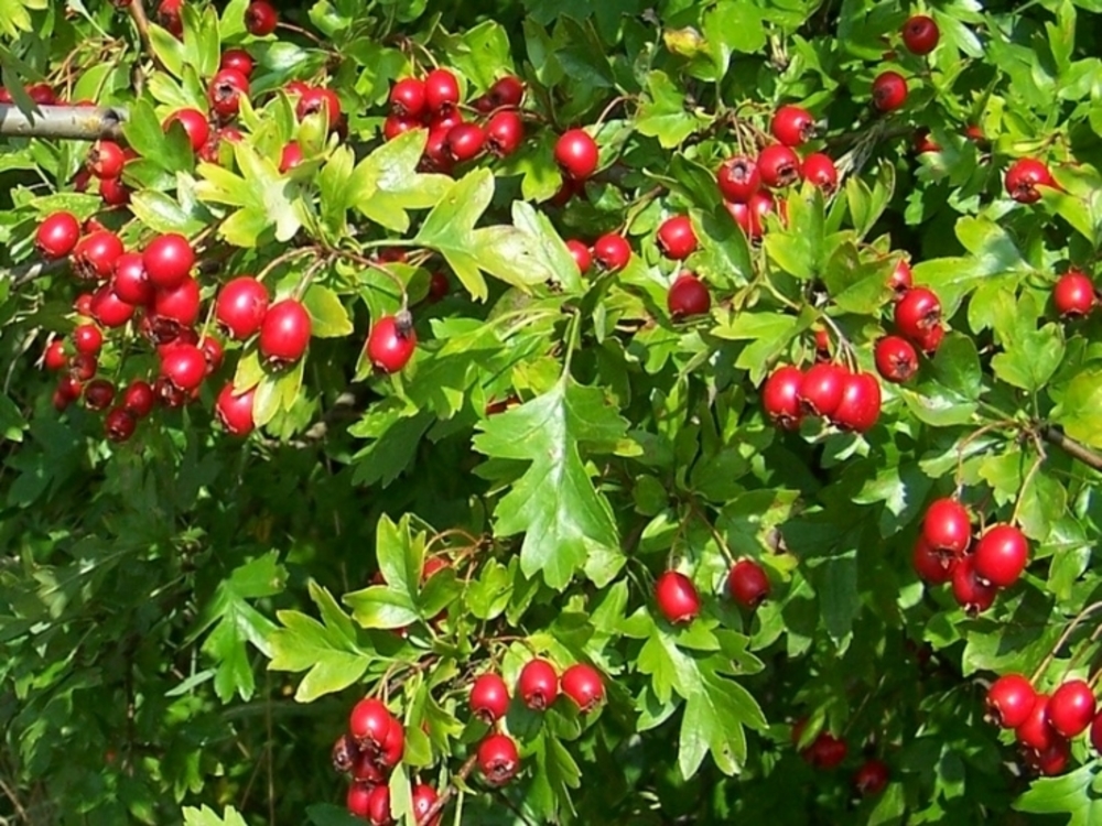 Боярышник сибирский (Crataegus sanguinea)