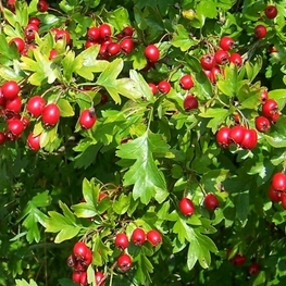 Боярышник сибирский (Crataegus sanguinea)