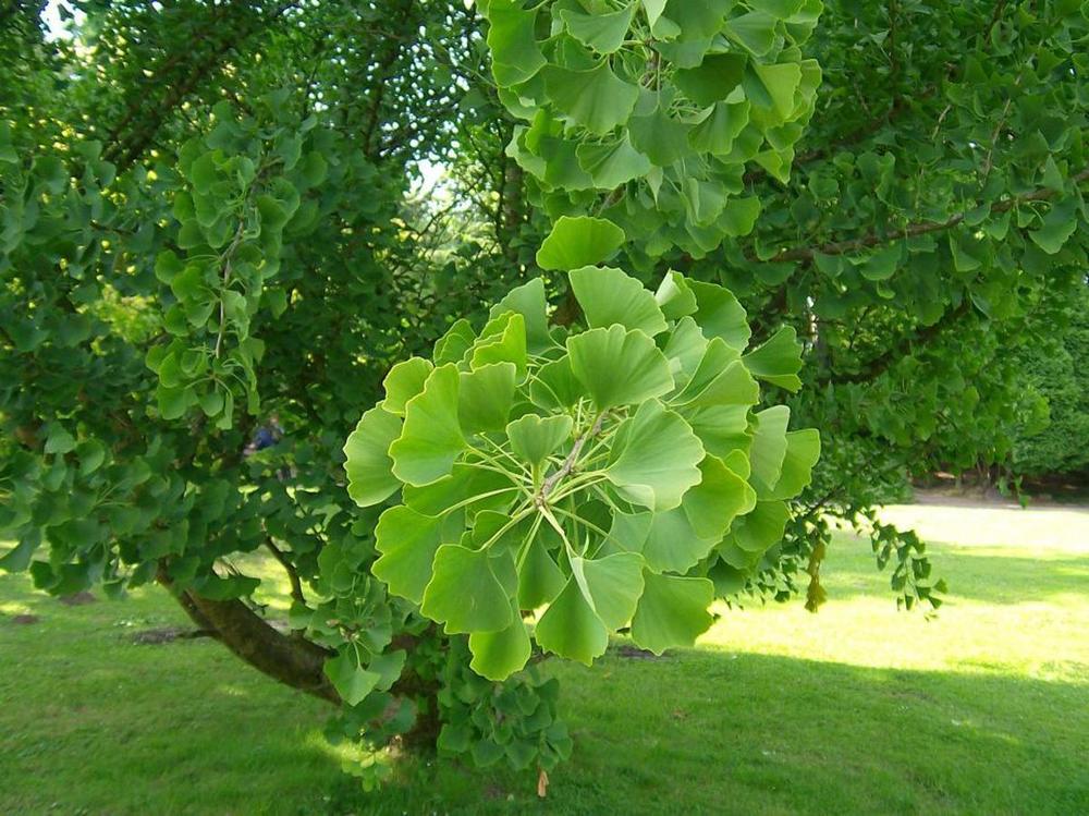 Гинкго двулопастный (Ginkgo biloba)