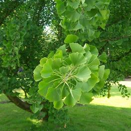 Гинкго двулопастный (Ginkgo biloba)