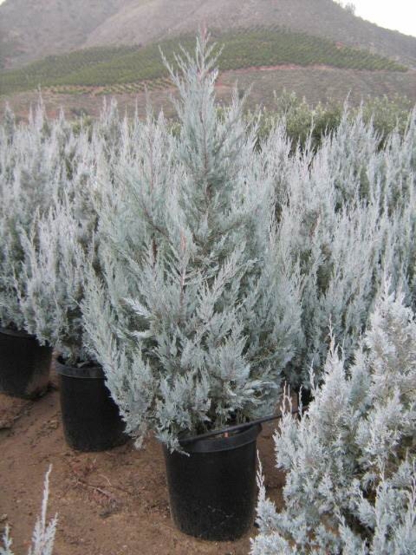 Можжевельник скальный Вичита Блю (Juniperus scopulorum 'Wichita Blue')