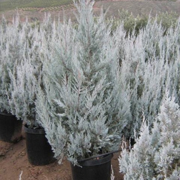 Можжевельник скальный Вичита Блю (Juniperus scopulorum 'Wichita Blue')