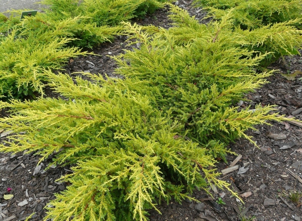 Можжевельник средний Голдкиссен (Juniperus x pfitzeriana 'Goldkissen')