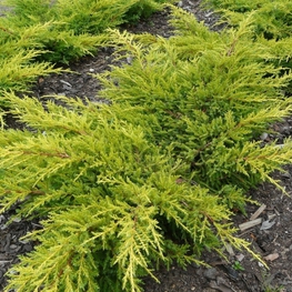 Можжевельник средний Голдкиссен (Juniperus x pfitzeriana 'Goldkissen')