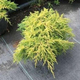 Можжевельник средний Кинг оф Спринг (Juniperus x pfitzeriana 'King of Spring')