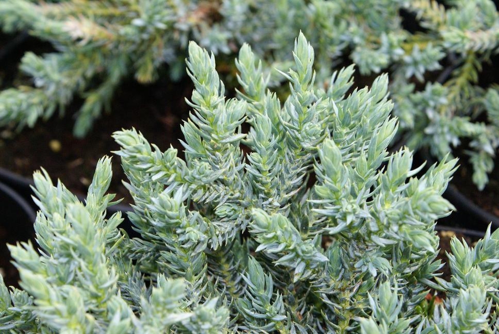 Можжевельник чешуйчатый Тропикал Блю (Juniperus squamata 'Tropical Blue')